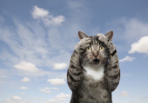 三叶草策略 过度紧张可能引起“一夜白头”，专家：怪只怪心情过敏了